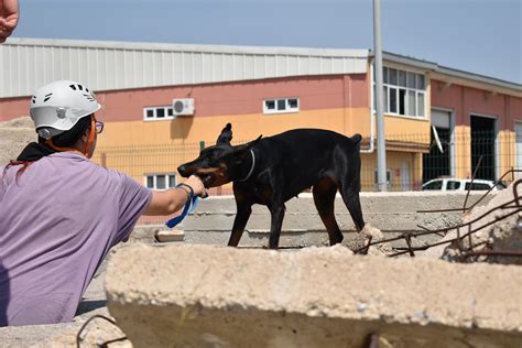 Köpek eğitim merkezi izmir